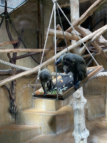 Exkursion Zoo Hannover 2.jpeg Exkursion Zoo Hannover 2.jpeg © KGS Stuhr-Brinkum
