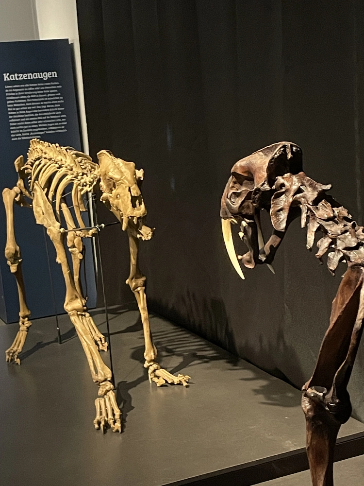 Landesmuseum2025_1.jpeg